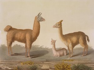 Alpaca (esquerda) e Vicuna (direita) lhamas, de Le Costume Ancien et Moderne, Volume II, prato 12, por Jules Ferrario, publicado c.1820s-30s